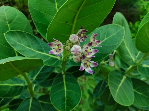Beautiful Shot Of Safed Aak Flowers Ayurvedic Medicinal Plants