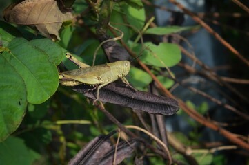 beautiful grasshopper in the morning