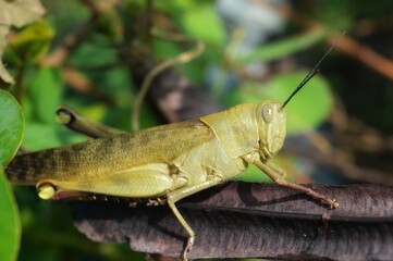 beautiful grasshopper in the morning