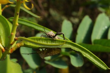 Fototapeta premium insect ang nature