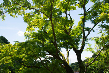 Fototapeta premium Massive Ancient Japanese Maple Tree with Green Leafs in Japan.