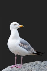 The seagull is standing on a stone. European Herring Gull, Larus argentatus, isolated on black background.