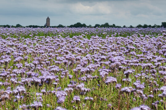 A field of purple Phacelia plants under a stormy sky. This plant is often visited by honeybees and bumblebees. In the background the church tower of Ferwerd in Friesland The Netherlands.