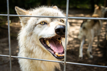 Angry guard dog looking from the cage barking