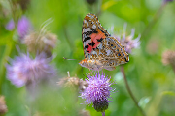 Painted Lady butterfly, vanessa cardu, feeding