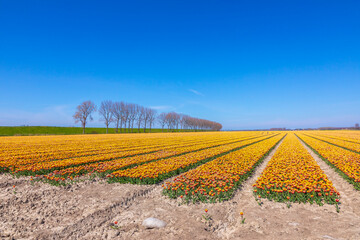 Blooming colorful Dutch yellow red tulips flower field under a blue sky.