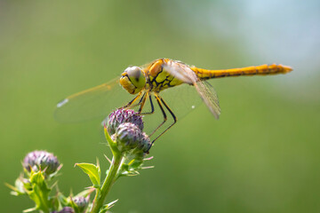 Vagrant darter female Sympetrum vulgatum