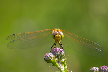 Vagrant darter female Sympetrum vulgatum