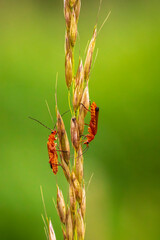 Red soldier beetles, Rhagonycha fulva