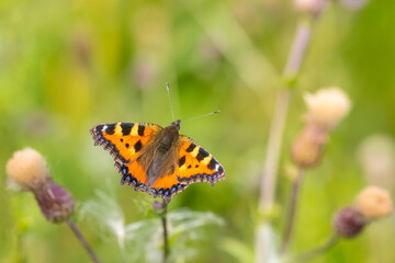 Aglais urticae small tortoiseshell butterfly isolated by nature