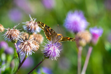 Painted Lady butterfly, Vanessa Cardui, feeding