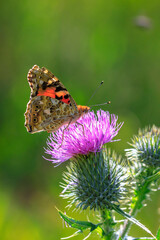 Painted Lady butterfly, Vanessa Cardui, feeding