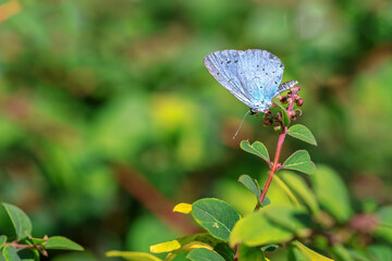 Closeup of a holly blue Celastrina argiolus butterfly feeding