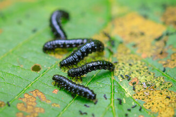 Closeup of a small alder leaf beetle, agelastica alni, caterpillar climbing up on green grass and reeds