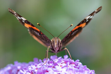 Obraz premium Red Admiral butterfly, Vanessa atalanta, feeding nectar from a purple butterfly-bush in garden.