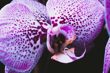 Macro photography of an orchid flower