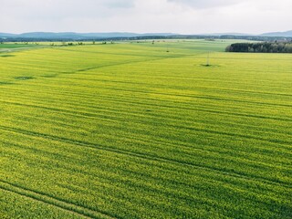 Beautiful aerial view of green raps field on a sunny morning