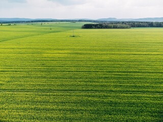 Beautiful aerial view of green raps field on a sunny morning