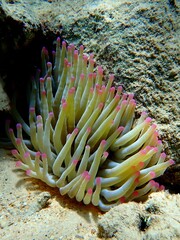 tropical coral reef