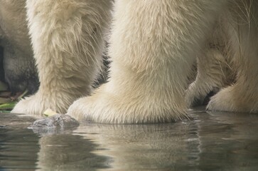 Closeup of the paws of a Polar Bear