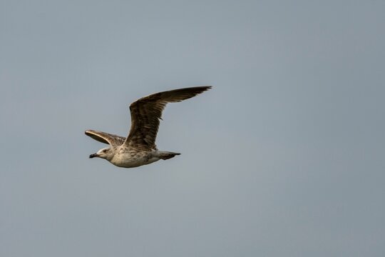 Scenic view of a pomarine jaeger flying in the air in the blue sky