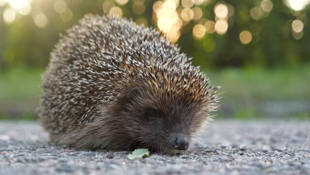 Hedgehog on the road, scientific name - Erinaceus europaeus, also known as European hedgehog or common hedgehog. Video filmed in botanical garden in Kyiv, Ukraine