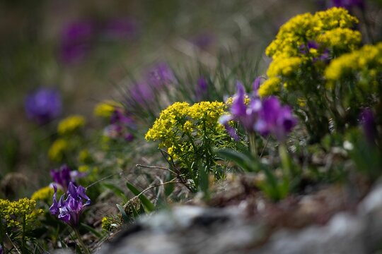 Beautiful Yellow Cypress Spurge And Purple Milkvetch Flowers In The Meadow