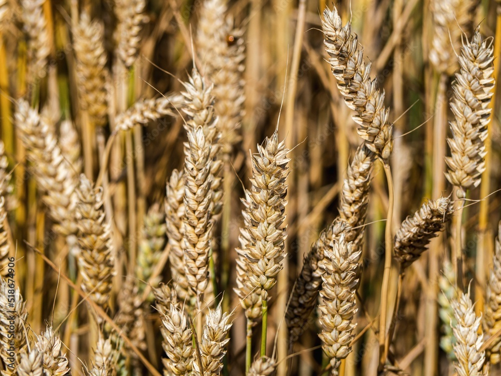 Wall mural closeup shot of a golden wheat field (triticum)