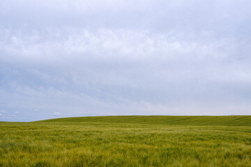 A grain field of barley in Kolbu at Toten, Norway.