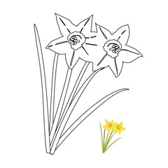 Two yellow daffodils with green leaves coloring book for children.