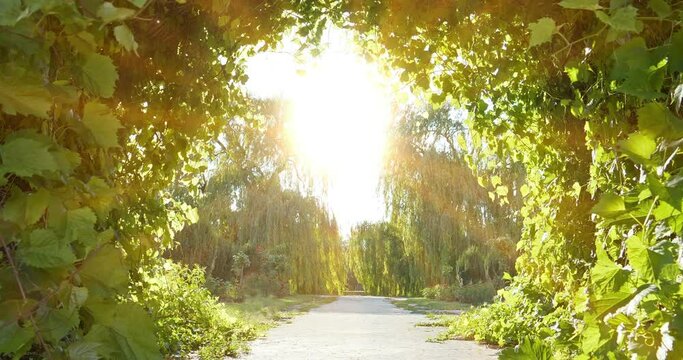Bright road to heaven. Garden of Eden. Amazing beautiful tunnel of grape leaves that flutter in the wind and a beautiful setting sun shines ahead. One minute cinema 4K zoom-out slow motion video