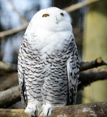 Snowy owl portrait