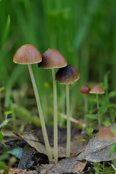 Panaeolus species, a magic mushroom. Malta, Mediterranean