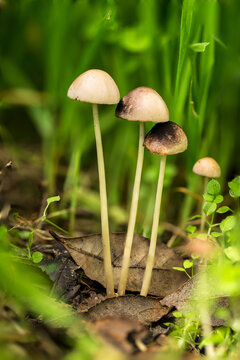 Panaleolus species, a magic mushroom. Malta, Mediterranean