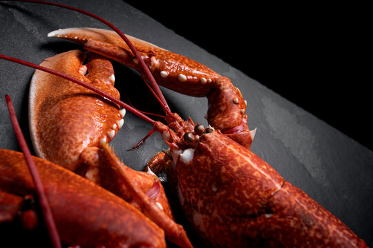 homard ?