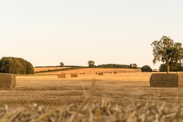 Square hay bales scattered in the brown field against clear sky background © Wirestock Creators