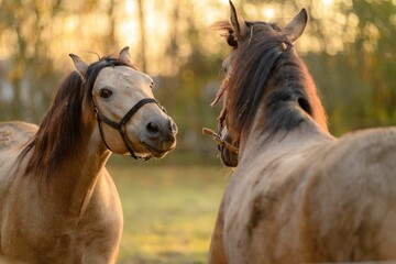 Adorable brown Konik horses talking to each other in the field © Wirestock Creators
