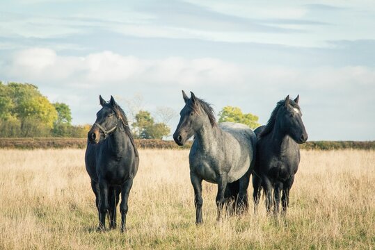 Adorable black Percheron horses wandering in the grasslanf