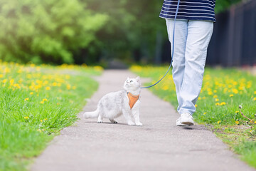 Fototapeta premium A people in blue jeans walking an cute white British cat , in the spring, in the park