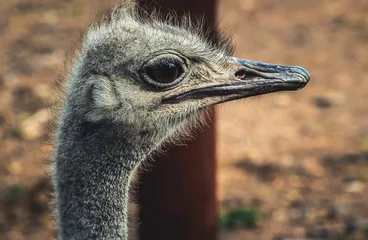 Rolgordijnen Closeup of a cute ostrich head detail © Wirestock Creators