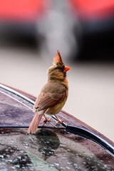 Female Cardinal Sitting On Car Reflection 