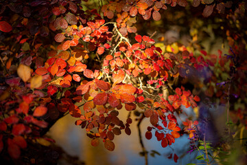 calme & tranquilité dans les jardins de Monnet