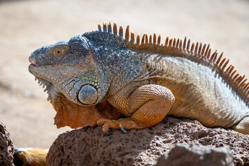 Leguan gesehen im Monkey Park auf Teneriffa