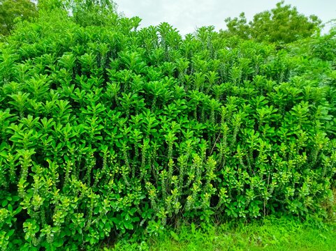 Closeup Shot Of Indian Thor Plant Ayurvedic Medicinal Plants Photo