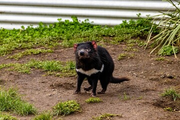 Black Tasmanian devil in the garden