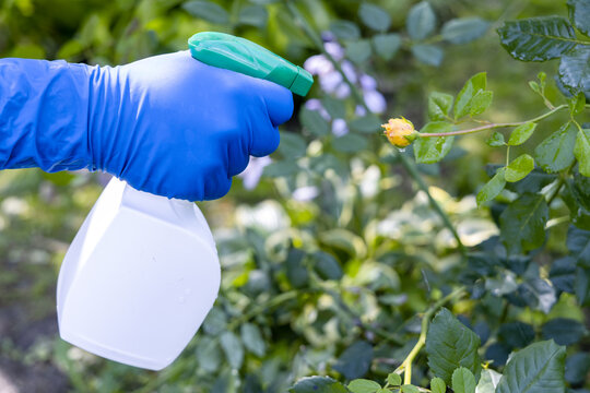 treatment in the garden of young shoots of roses from aphids, whiteflies and insect pests