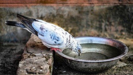 Closeup of a pigeon drinking water from a bowl