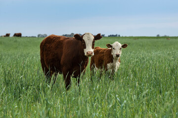 Cattle raising  with natural pastures in Pampas countryside, La Pampa Province,Patagonia, Argentina.