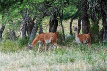 Lama animal, , in pampas grassland environment, La Pampa province, Patagonia,  Argentina