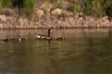 Southern wigeon, Anas sibilatrix, in marsh environment, La Pampa Province, Patagonia, Argentina.